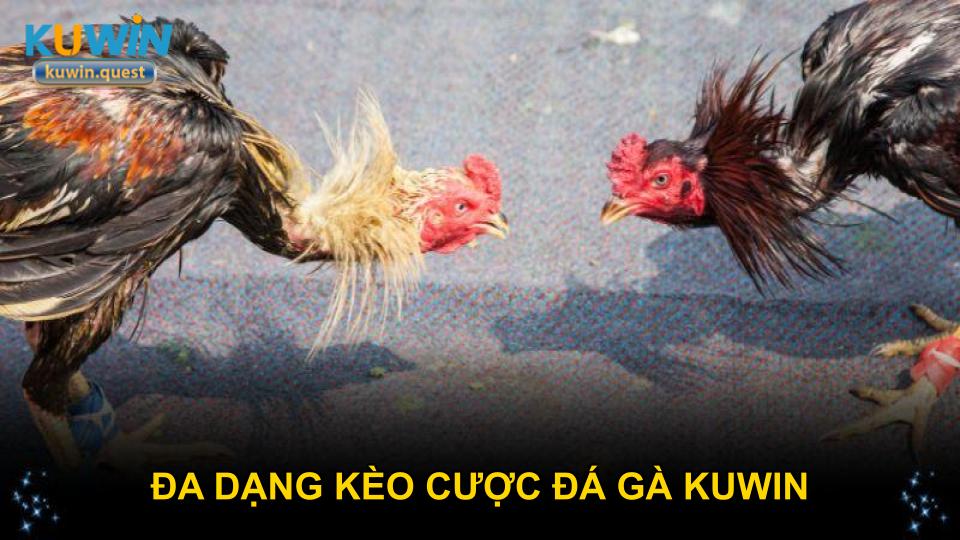 Đa dạng kèo cược đá gà KUWIN hấp dẫn