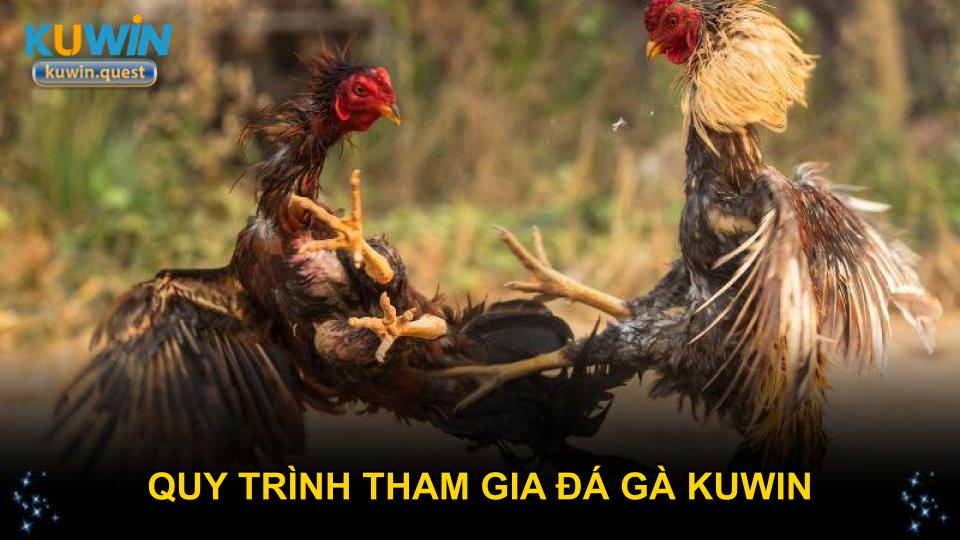 Quy trình tham gia đá gà KUWIN đơn giản
