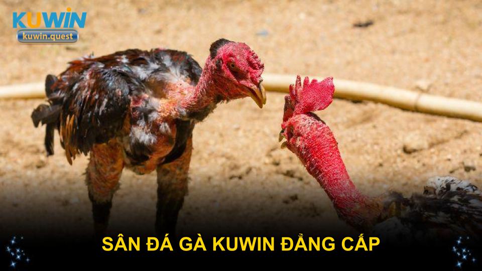 Sân đá gà trực tuyến đẳng cấp đá gà KUWIN nổi bật
